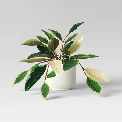 Core Plant Multipack In White Pot - Room Essentials™ 2 Core Plant Multipack In White Pot - Room Essentials™ - Image 2