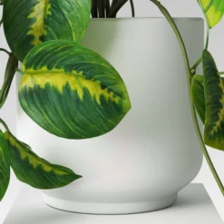 Trailing Prayer Artificial Plant - Room Essentials™ 5 Trailing Prayer Artificial Plant - Room Essentials™ -Room Essentials™ GUEST d8ed9869 ac8b 4597 9abc cafd2f3469ed